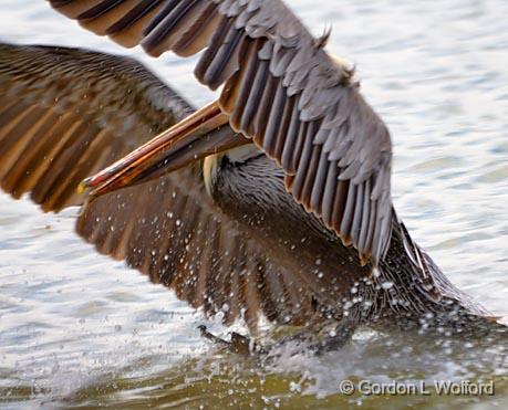 Brown Pelican Landing_30376.jpg - Brown Pelican (Pelecanus occidentalis)Photographed along the Gulf coast near Port Lavaca, Texas, USA.